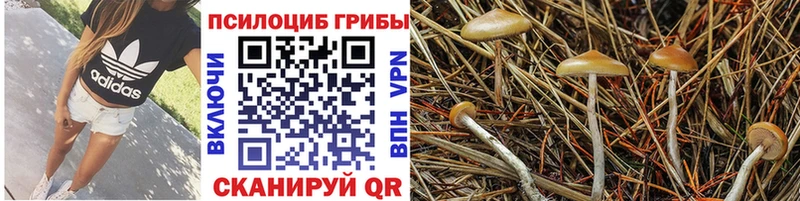 Псилоцибиновые грибы Psilocybe  Тулун 